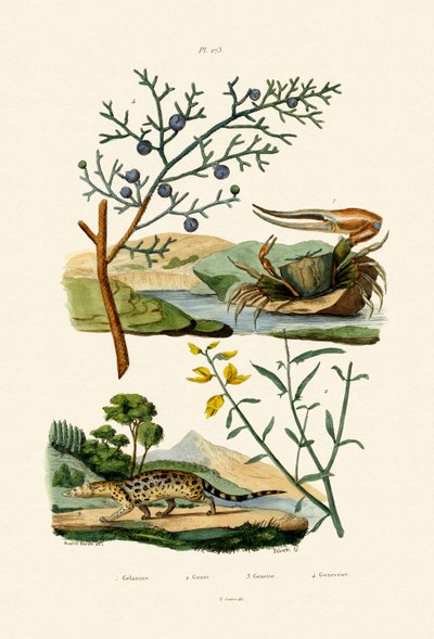 West African Fiddler Crab by French School